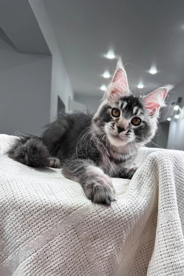 Jonny | maine coon kitten