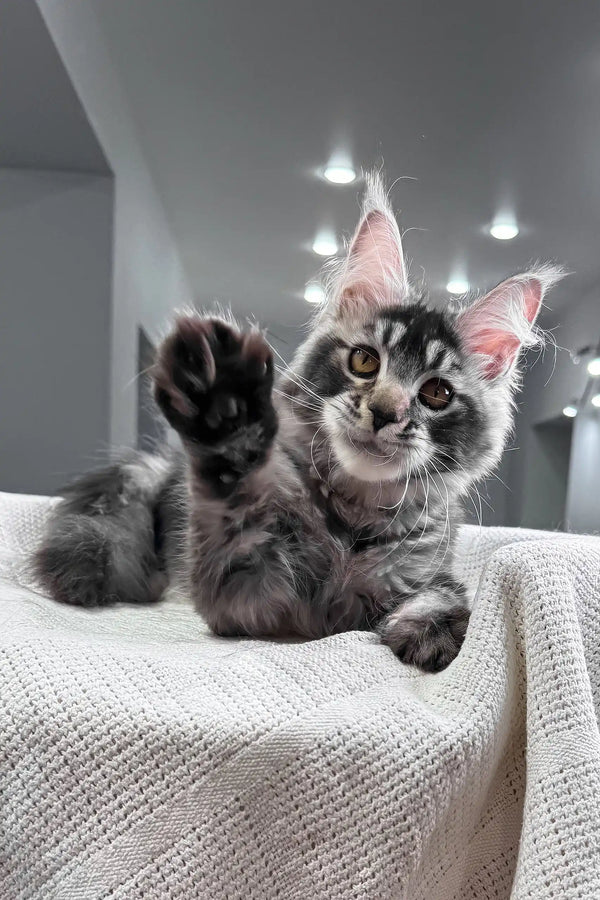 Jonny | maine coon kitten