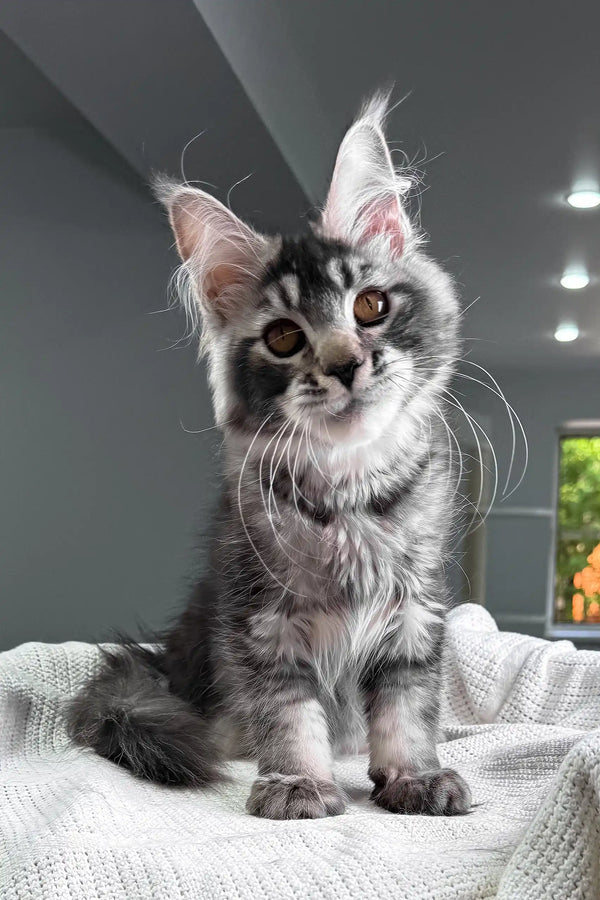 Jonny | maine coon kitten