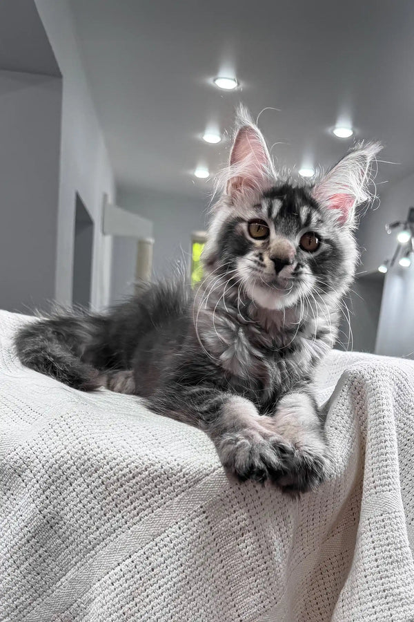 Jonny | maine coon kitten