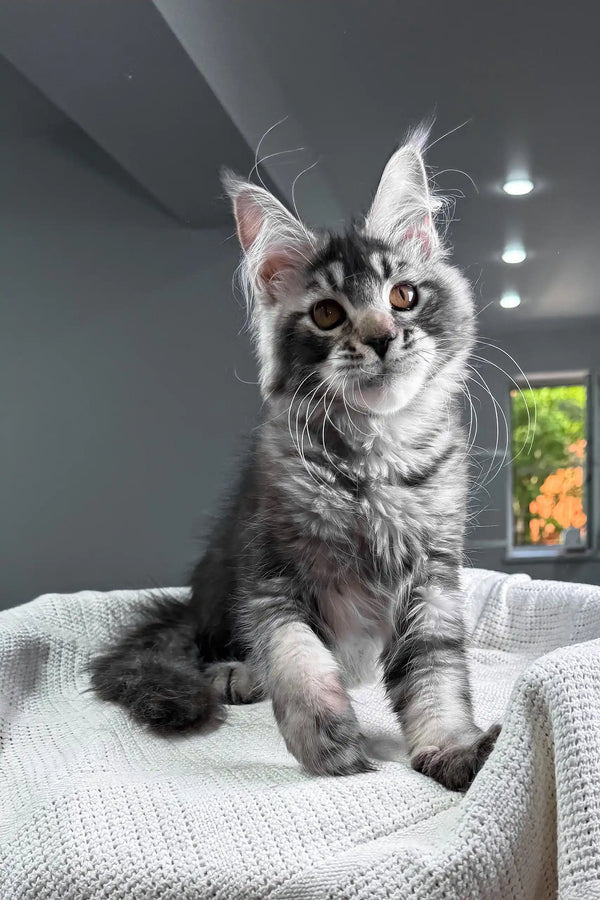 Jonny | maine coon kitten