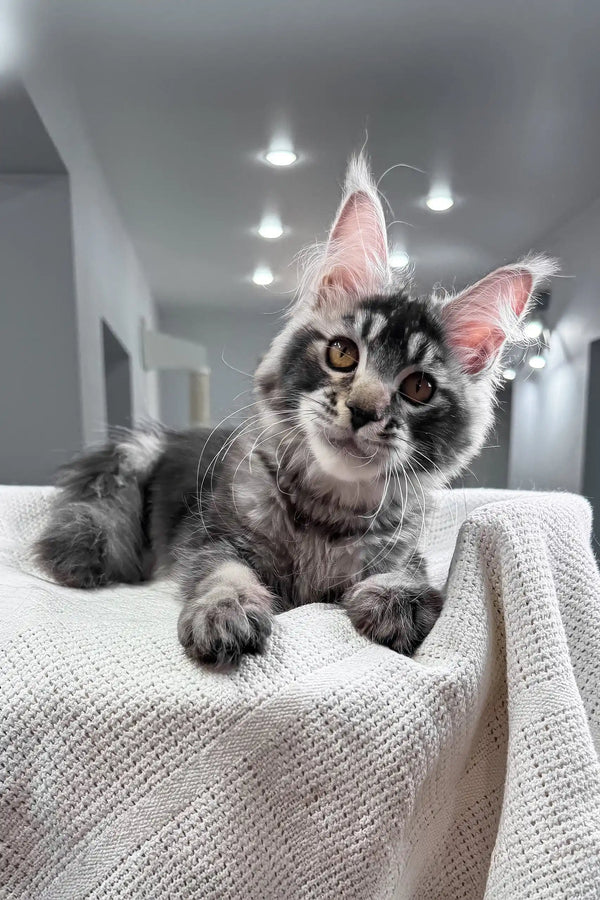 Jonny | maine coon kitten