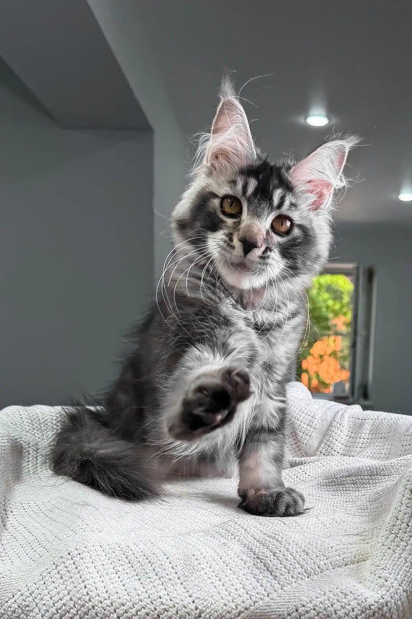 Jonny | maine coon kitten