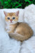 Jonny | scottish straight kitten