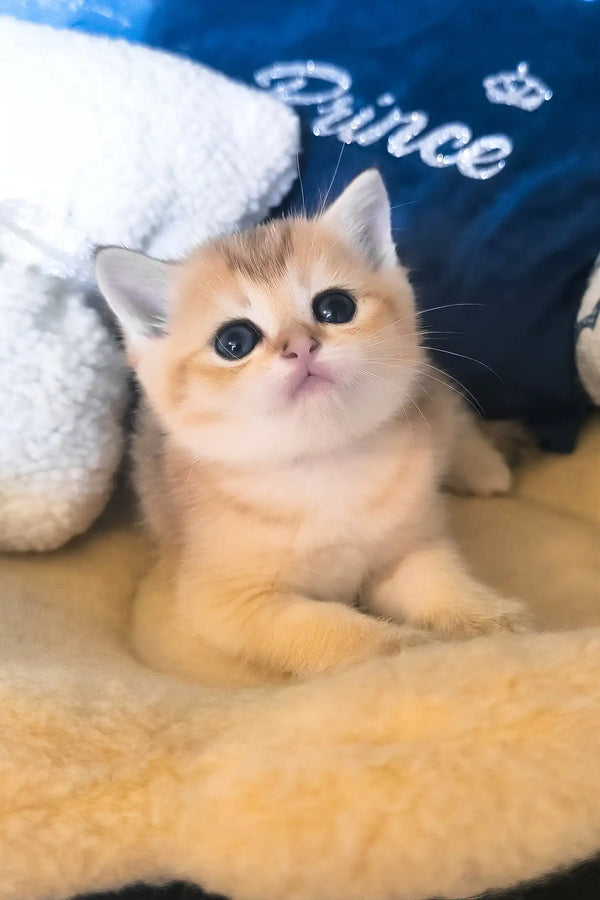 Jonny | scottish straight kitten