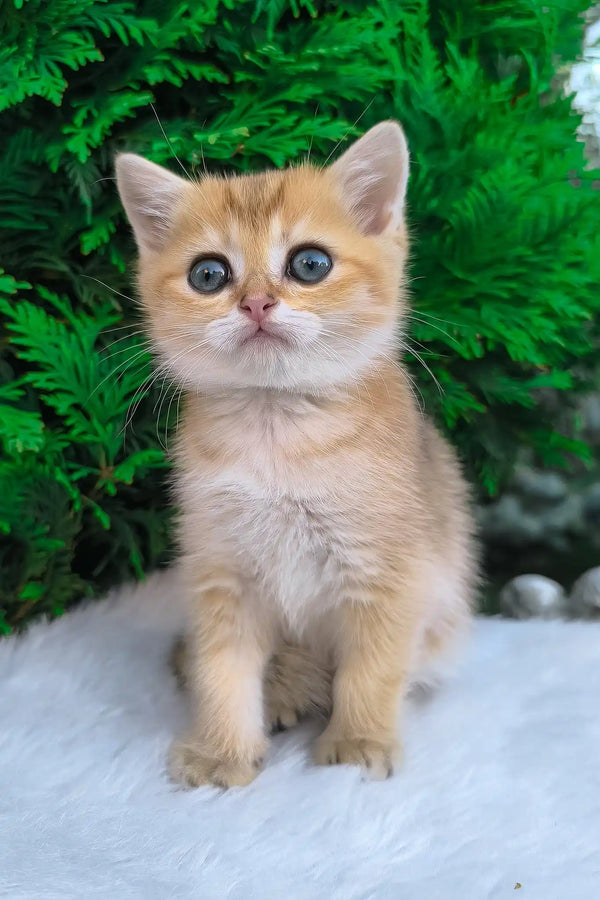 Jonny | scottish straight kitten