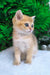 Jonny | scottish straight kitten