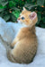 Jonny | scottish straight kitten