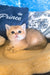 Jonny | scottish straight kitten