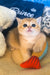 Jonny | scottish straight kitten