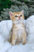 Jonny | scottish straight kitten