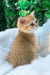 Jonny | scottish straight kitten
