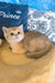 Jonny | scottish straight kitten