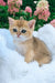 Jonny | scottish straight kitten