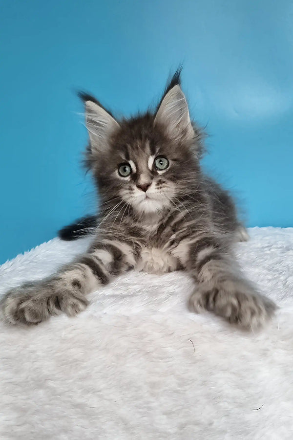 Jora | polydactyl maine coon