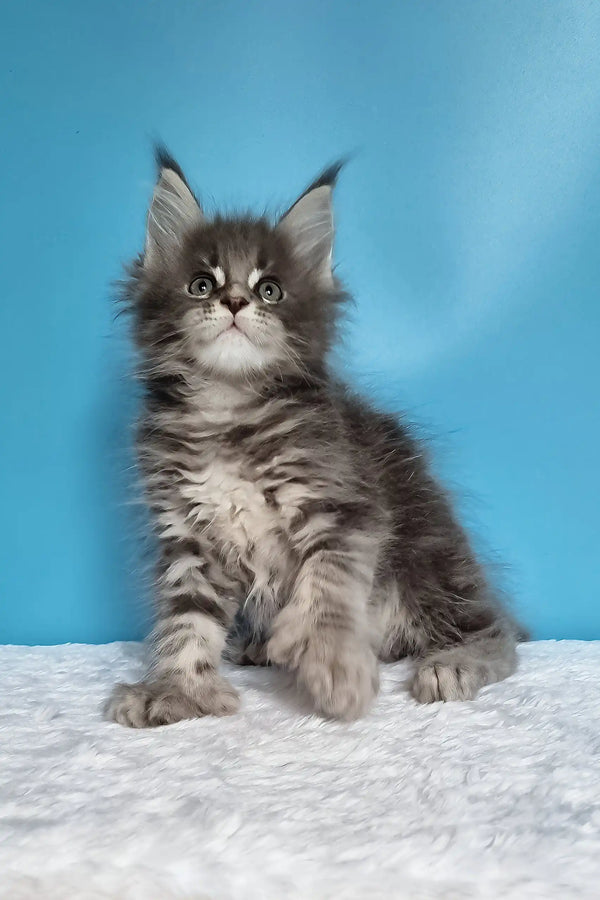 Jora | polydactyl maine coon