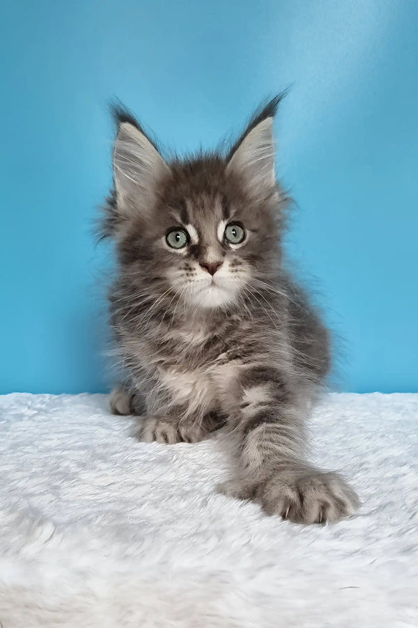 Jora | polydactyl maine coon