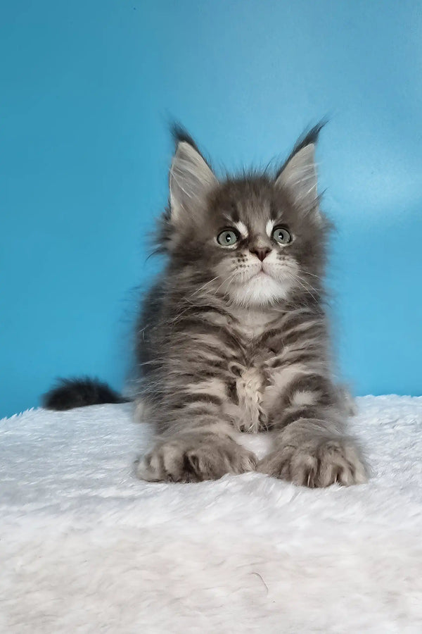 Jora | polydactyl maine coon