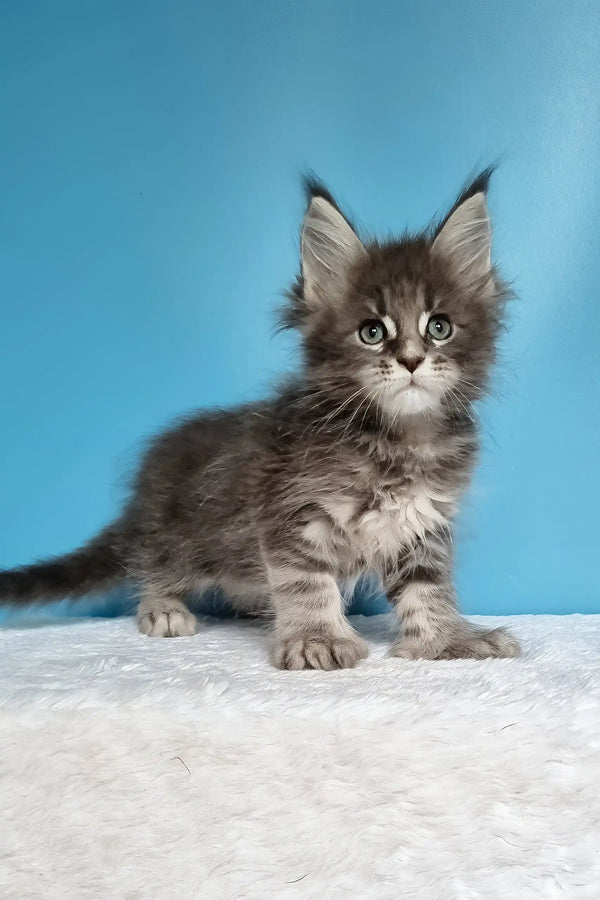 Jora | polydactyl maine coon