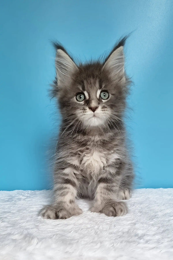 Jora | polydactyl maine coon