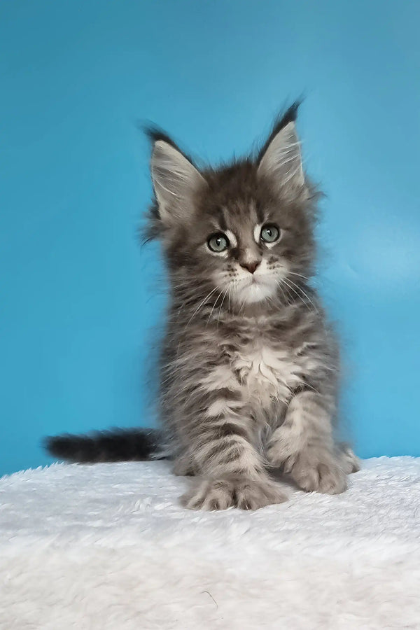 Jora | polydactyl maine coon