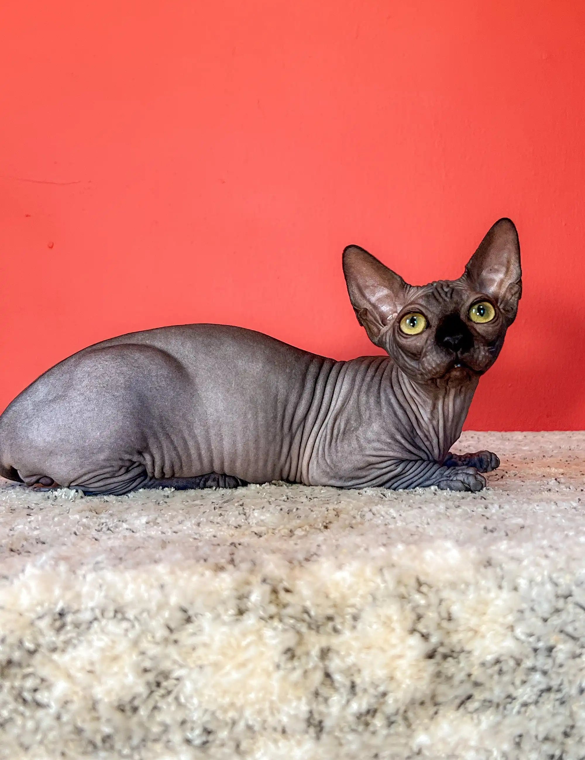 Hairless Sphynx Cats for Sale Jordan | Bambino Kitten
