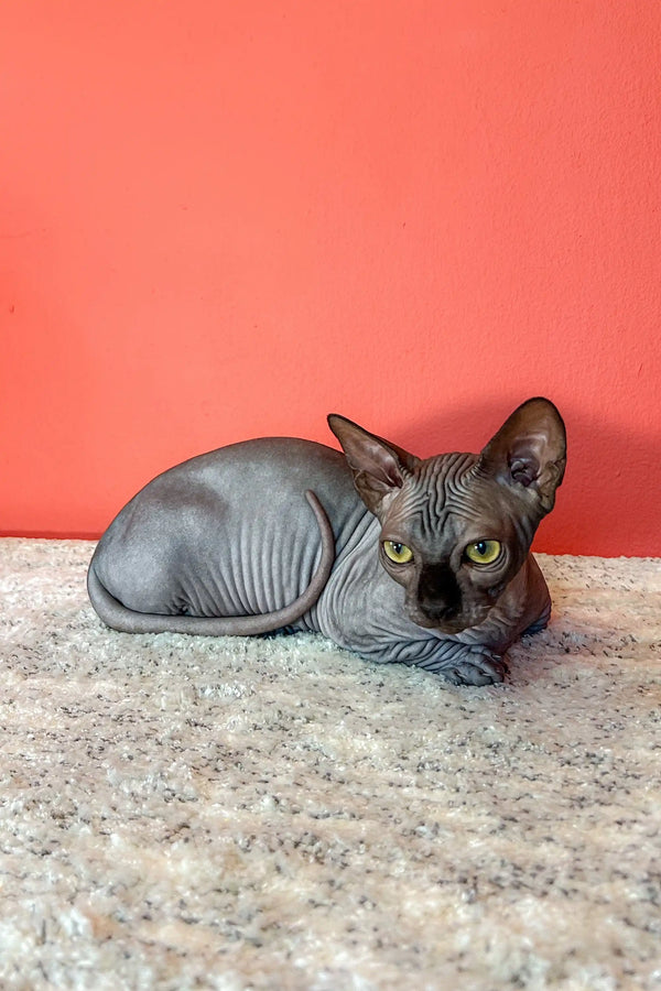 Hairless gray Bambino Sphynx kitten with large ears lounging on a surface