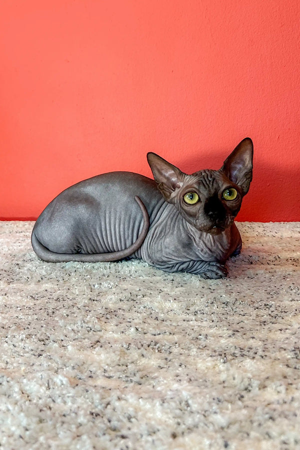 Hairless gray Bambino Sphynx kitten with big ears and green eyes relaxing on a surface