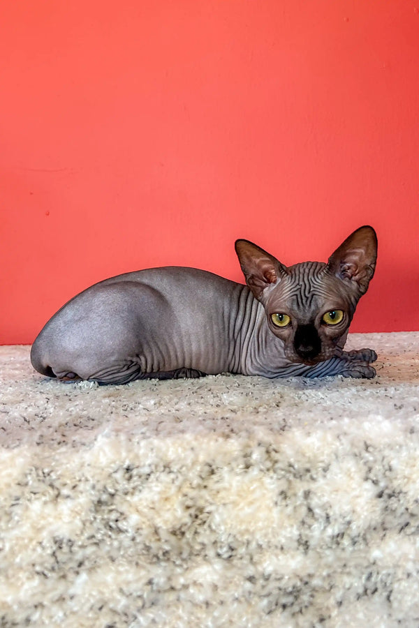 Cute Hairless Sphynx kitten with wrinkled gray skin and big ears lounging on textured surface