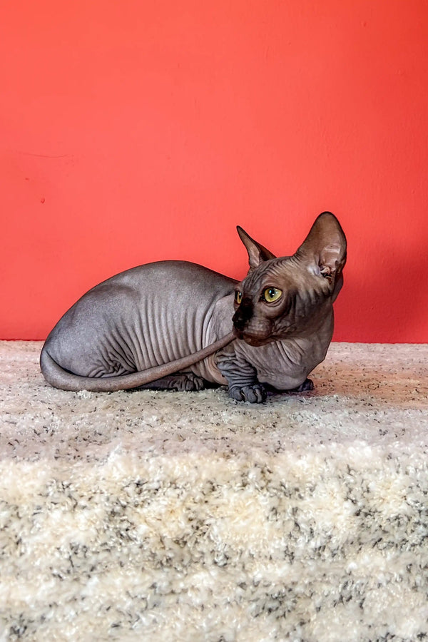 Cat Breeders Hairless Cat Adoption Near Me Bambino Cat Breed