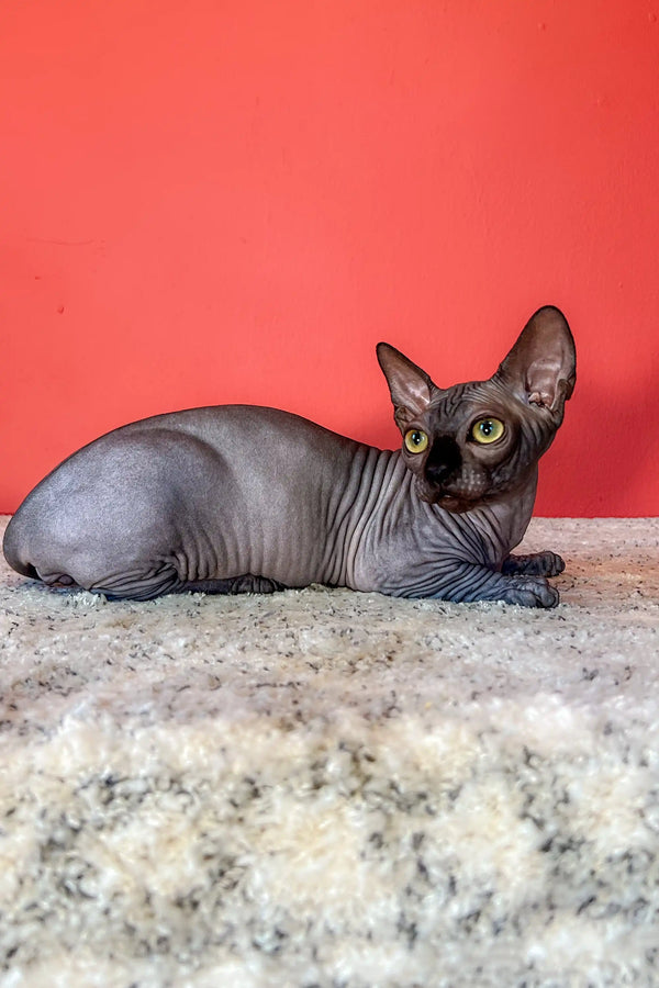 Adorable Hairless Sphynx kitten with big ears in the Jordan Bambino Sphynx Kitten product