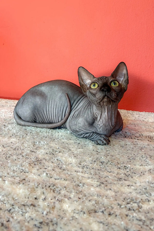 Hairless gray Bambino Sphynx kitten with big green eyes lounging on a surface