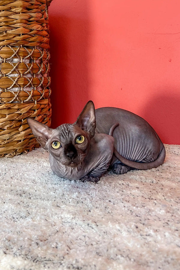 Cute Hairless Sphynx kitten with big green eyes lounging on the floor, perfect Bambino Sphynx