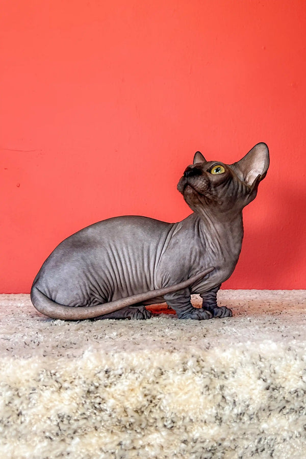 Hairless Sphynx cat on textured surface, showcasing the adorable Bambino Sphynx Kitten