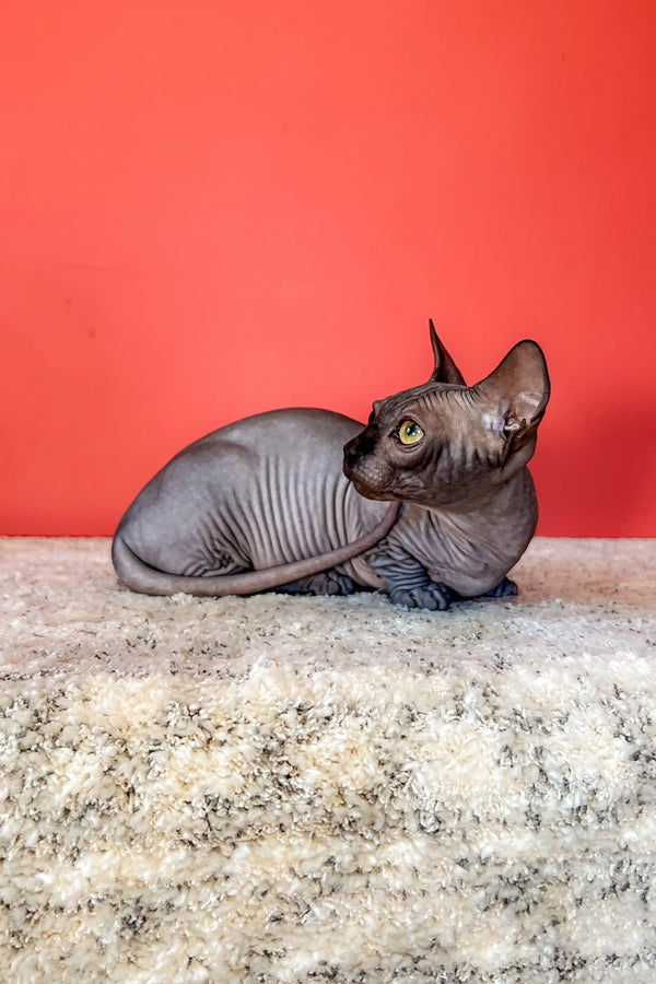 Hairless Bambino Sphynx kitten with gray skin lounging on a cozy textured surface