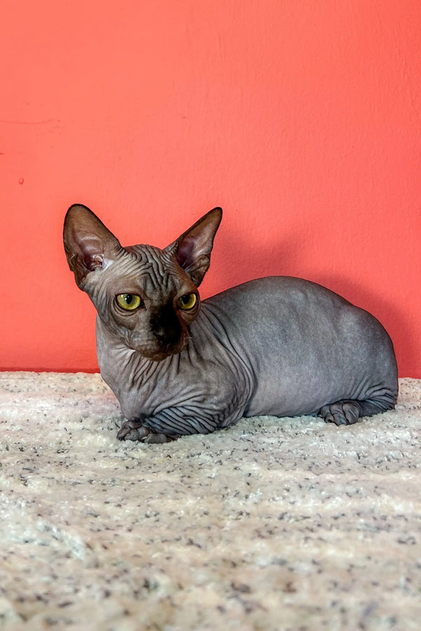 Cute Hairless Sphynx Kitten, Jordan, with wrinkled gray skin and big ears