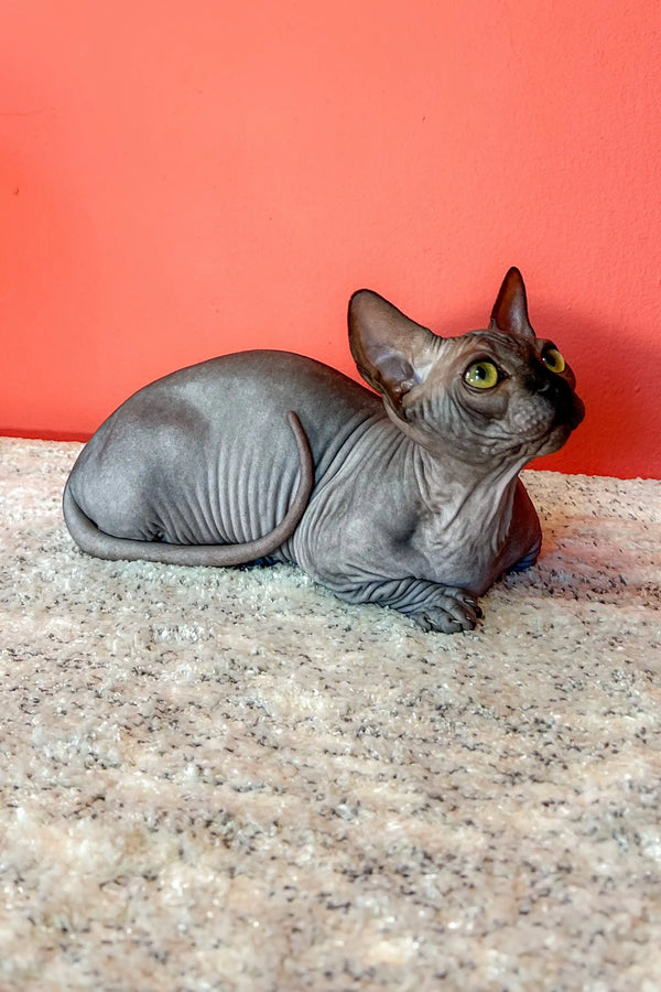 Hairless gray Bambino Sphynx kitten with big green eyes lounging happily on a surface