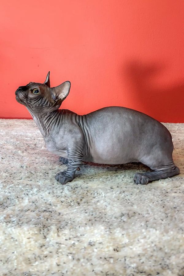 Hairless Sphynx cat chilling on textured surface, showcasing the adorable Bambino Sphynx Kitten