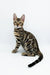 Bengal kitten flaunting its unique spotted and striped coat, Jordan Bengal style