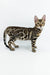 Jordan Bengal Kitten showcasing stunning spotted coat pattern of a Bengal cat