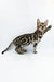 Bengal kitten named Jordan showcasing its spotted coat while raising a paw