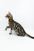 Adorable Jordan Bengal Kitten with a unique spotted coat pattern