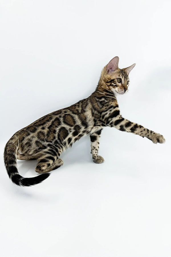 Bengal kitten Jordan with a stunning spotted and striped coat