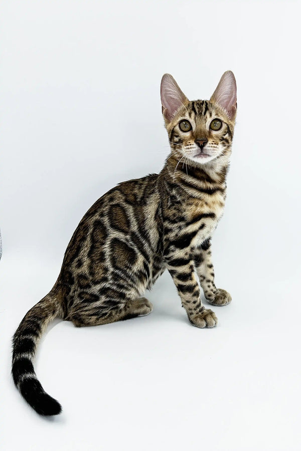 Bengal kitten with a striking spotted coat, perfect for your Jordan Bengal collection