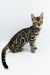 Adorable Jordan Bengal Kitten showing off its unique spotted and striped coat