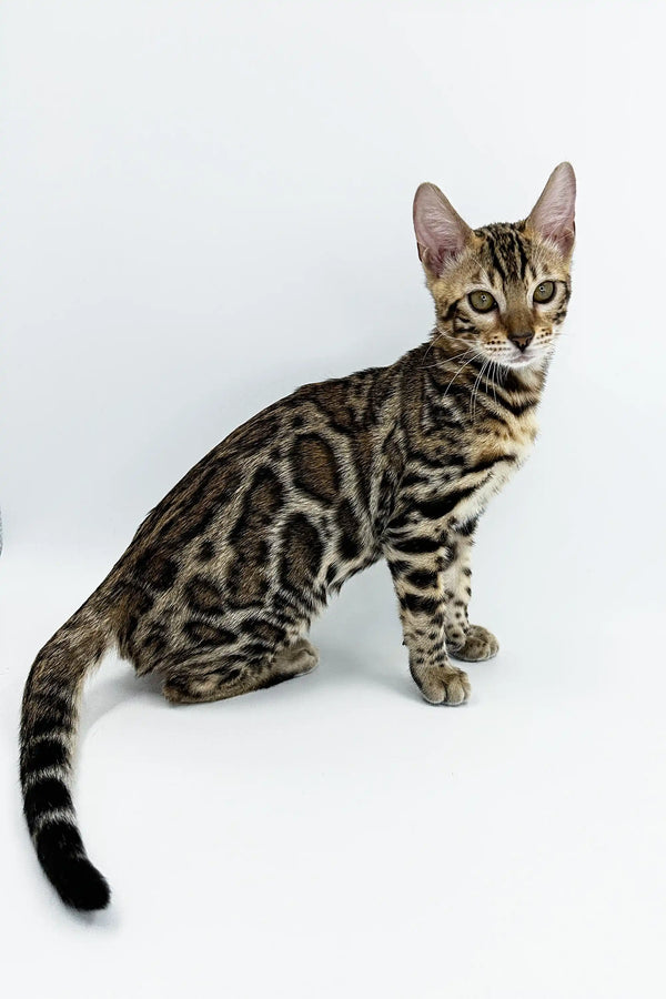 Adorable Jordan Bengal Kitten showing off its unique spotted and striped coat