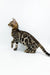 Bengal Kitten Jordan showcasing its stunning spotted coat in profile view