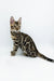 Adorable Jordan Bengal Kitten showcasing its stunning spotted and striped coat