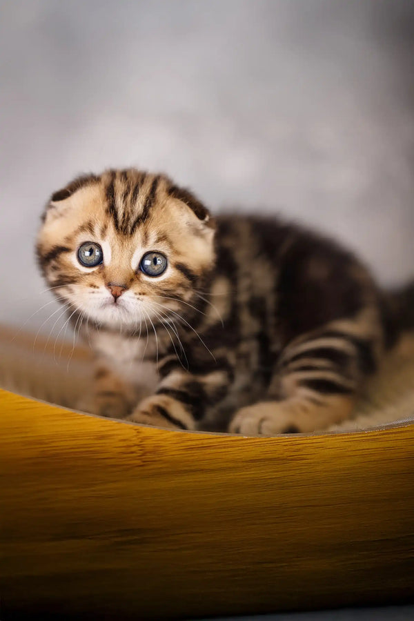 Adorable tabby kitten named Jordan from the Scottish Fold breed, ready for cuddles!
