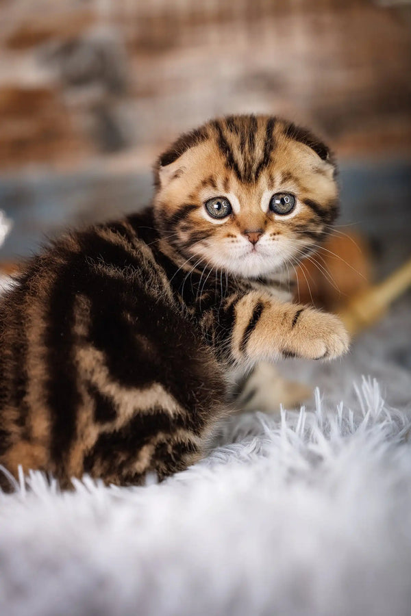 Cute striped Scottish Fold kitten named Jordan for your furry friend collection